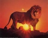 lion-poster-i10001352.jpg